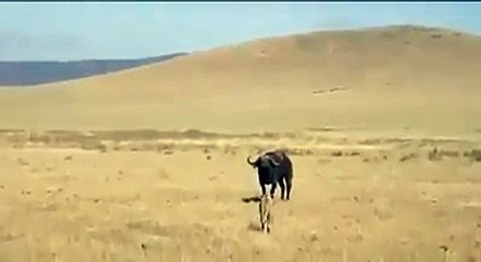 bulll defending lion attack...........