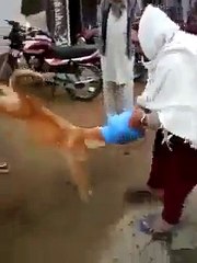 v funny a dog head stucked in a kettle......