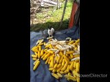 Cute rabbits eating