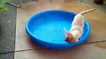 [+18 ~ Sexy Funny Girl]Labradors Are Awesome Compilation