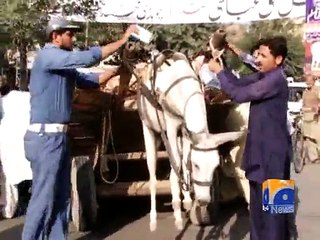 Donkey on air-Geo Reports-01 Nov 2014