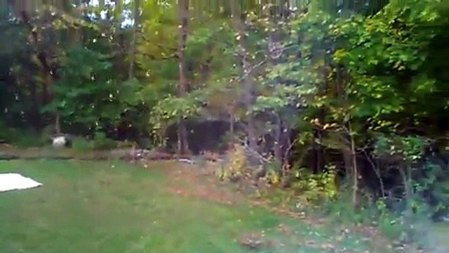 So funny Gun FAIL : 500 Smith&Wesson VS tree