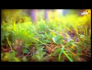 فلسطين هذا الصباح 1-11-2014 ج1