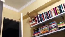 [+18 ~ Sexy Funny Girl]Funny Videos - Fail Compilation, Funny Pranks and Funny Cats Videos _ New Funny Video(9)