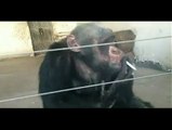 Amazing Monkey- Must watch