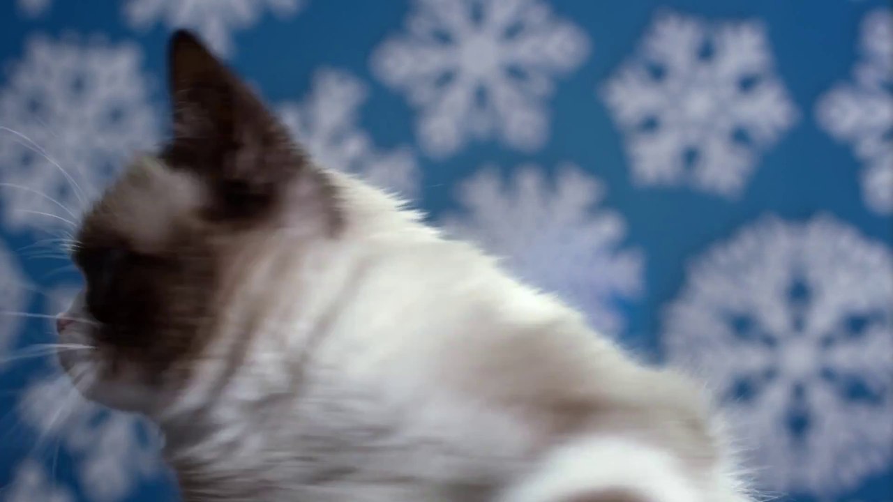 Grumpy Cat’s Worst Christmas Ever