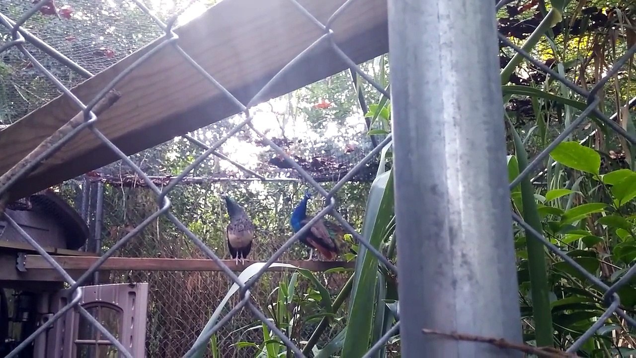 Les paons du voisins font un son bien ridicule!