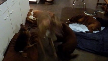 Chocapic joue avec Danaïs