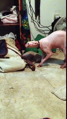 :p This Cat Really Hates Halloween