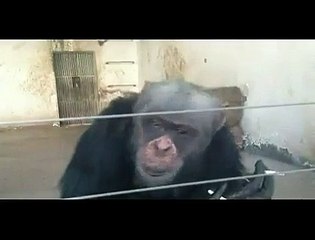 Amazing Monkey- Must watch