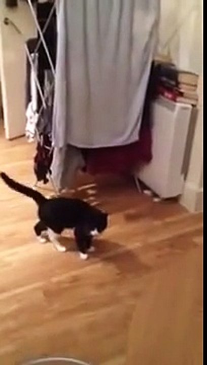 ilginç kedi