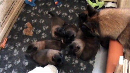 LA CKALIKSOU élevage de B.B.Tervueren nichée 2014 29 et 31 oct