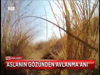 Aslanın sırtına kamerayı bağladı antilop avını kaydetti