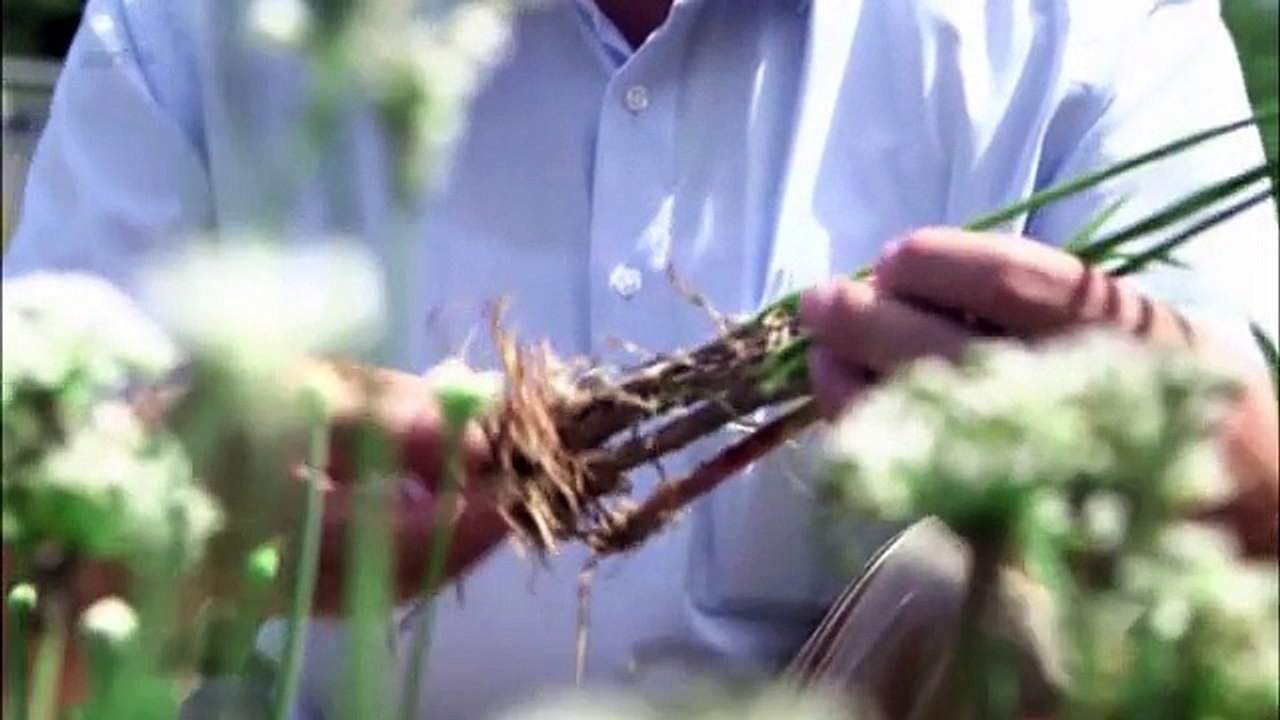 Les vertus de l'ail