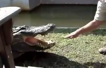 il ne faut pas jouer avec un alligator