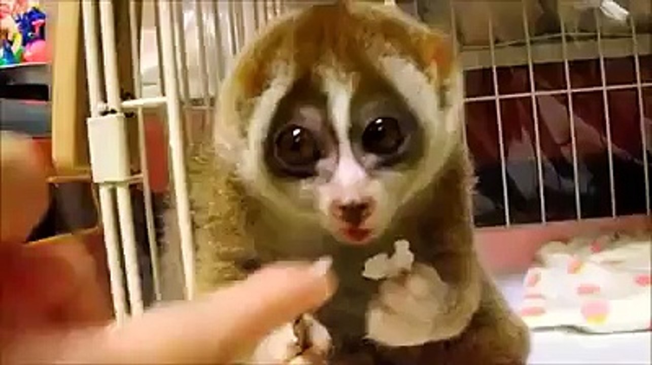 Look how beautiful the King Julian eating rice on hand