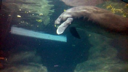 Manatees at The Seas in Epcot