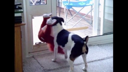 [+18 ~ Sexy Funny Girl]Dog Tries Until he Succeeds