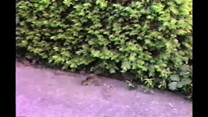 [+18 ~ Sexy Funny Girl]Handstand Chipmunk