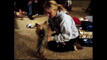 [+18 ~ Sexy Funny Girl]Cute Puppy Opens Presents