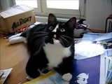 [ 18 ~ Sexy Funny Girl]Funny Cats Compilation - Funny Cat Videos Ever- Funny Videos - Funny Animals - Funny Animal Videos 7