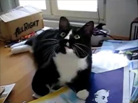 [+18 ~ Sexy Funny Girl]Funny Cats Compilation - Funny Cat Videos Ever- Funny Videos - Funny Animals - Funny Animal Videos 7