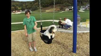 [+18 ~ Sexy Funny Girl]Just A Dog On A Swing