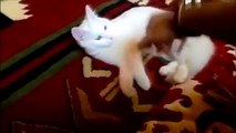 [ 18 ~ Sexy Funny Girl]Funny Cats Compilation - Funny Cat Videos Ever- Funny Videos - Funny Animals - Funny Animal Videos 8
