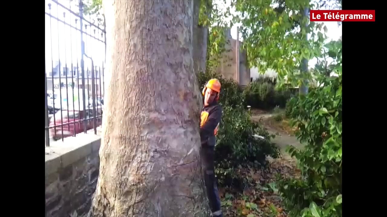 Guingamp. Deux platanes séculaires sur le billot au jardin public