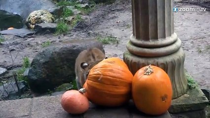 Tigres de Sibérie mignon + Halloween