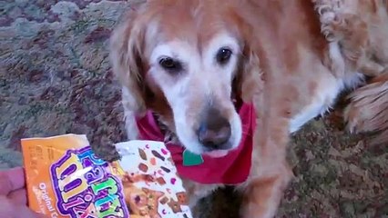 Suçlu Köpek / Guilty Dog