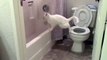 Un chat tente de faire ses besoins dans les toilettes