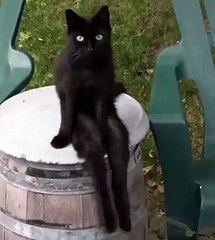 Un chat assis balance ses pattes