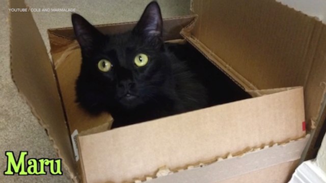 Viral Video Recap: Cat Costumes and Game of Thrones Trivia