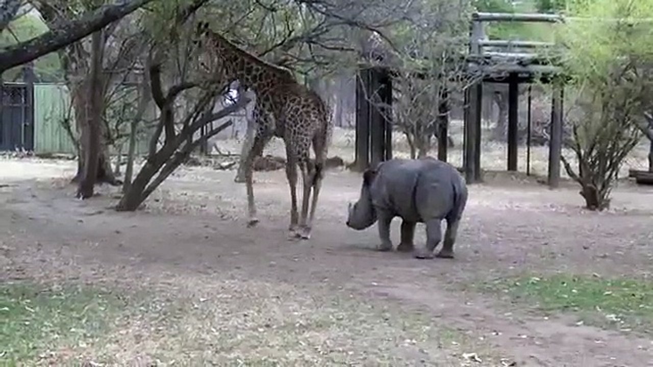 Agacée par un rhinocéros, une girafe met les choses au point