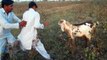 chak no 181 np zubair and rizwan fighting with goat