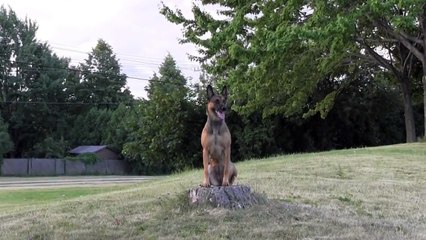 CC PROTECTION DOG BREEDING DOG CINDY | CCPROTECTIONDOGS.COM