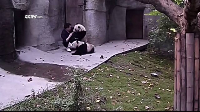 Mignon - deux pandas ne veulent pas prendre leurs médicaments