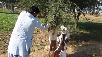 chak no 181 np .,.,rais zubair khan