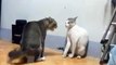 Bataille impressionnante entre deux chats