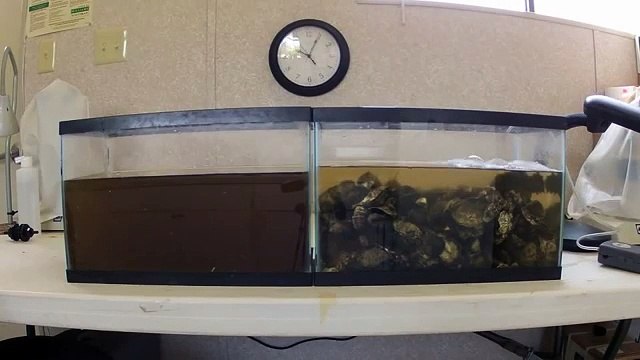 Les huitres ont un impressionnant pouvoir Filtrant (timelapse)