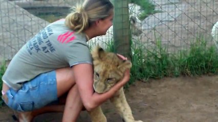 A Young Girl Playing With Two Young Lions