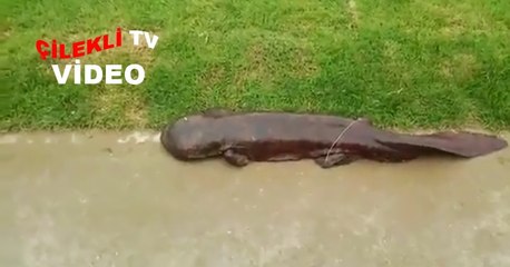 Böyle Tuhaf Bir Yaratık Görmemiştim..