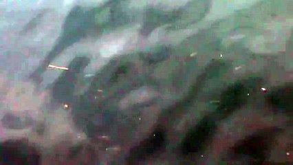 Un banc de petits poissons à Brest.