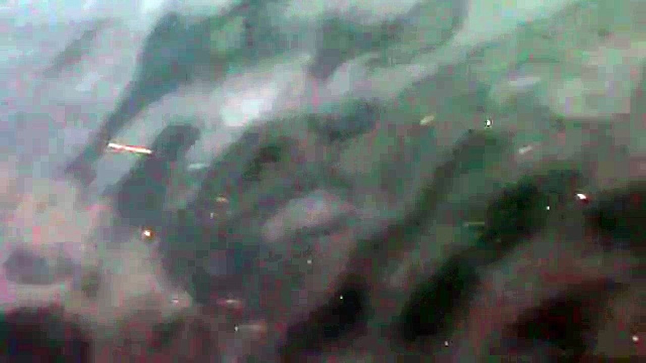 Un banc de petits poissons à Brest.