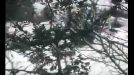 İlirya Çoban Köpeği Kurtları Öldürüyor