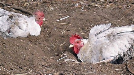 Big Ears Animal Sanctuary hens enjoying first ever dust bath