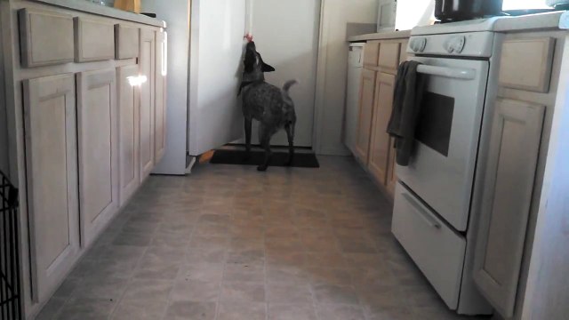 Chien dressé pour aller chercher des bières au frigo