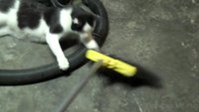 Cats vs Brooms