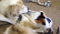 Evin afacan yavru kedileri evin köpeğiyle böyle oynuyor